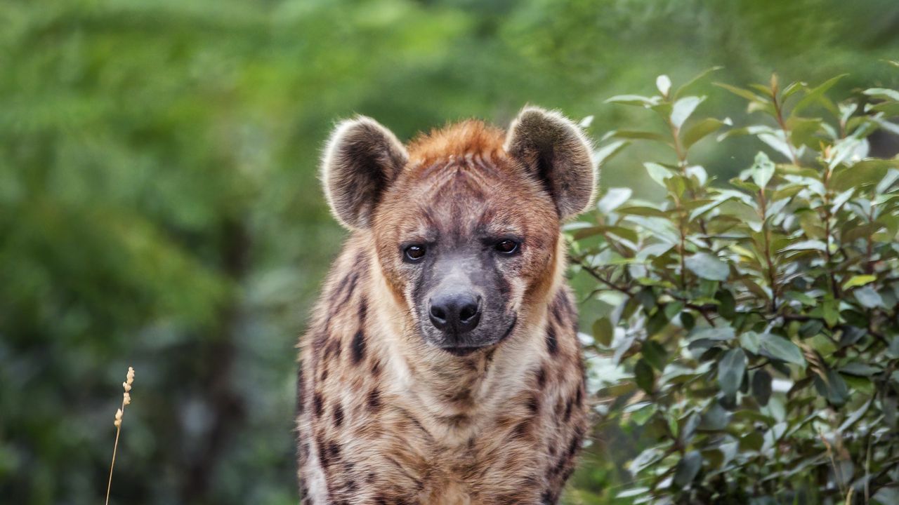 Wallpaper hyena, predator, wild animal, leaves