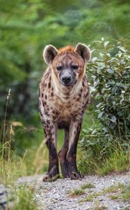Preview wallpaper hyena, predator, wild animal, leaves