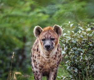Preview wallpaper hyena, predator, wild animal, leaves