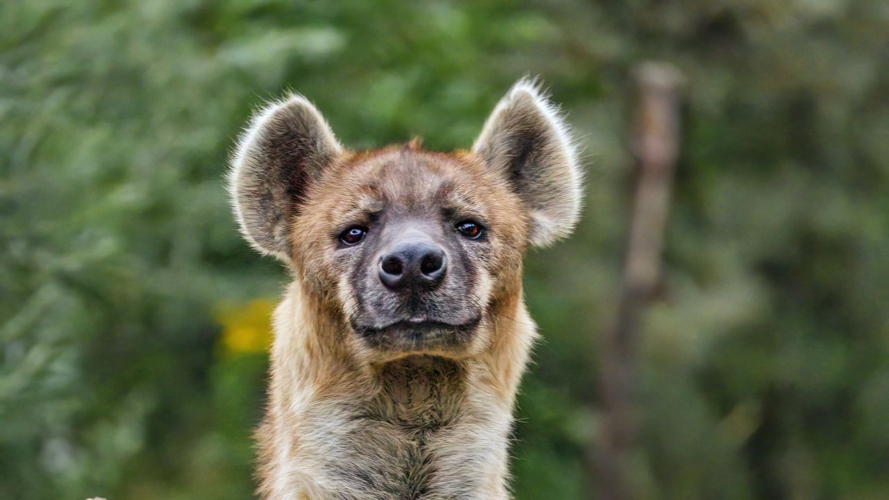 Wallpaper hyena, predator, wild animal, pose