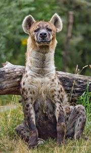 Preview wallpaper hyena, predator, wild animal, pose