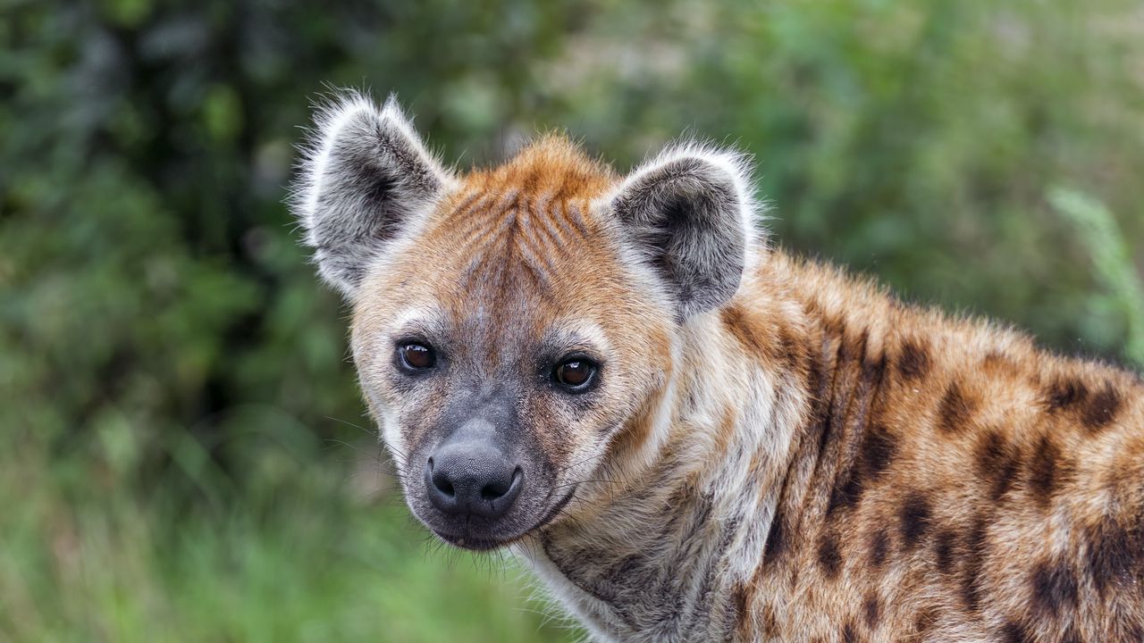 Wallpaper hyena, predator, wild animal, wild