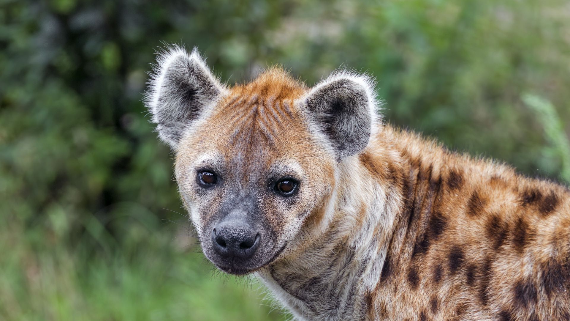 Intense close up of a mythical hyena warrior on Craiyon