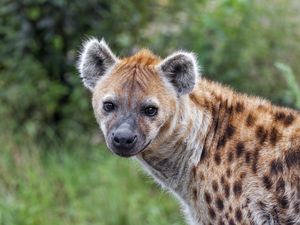 Preview wallpaper hyena, predator, wild animal, wild