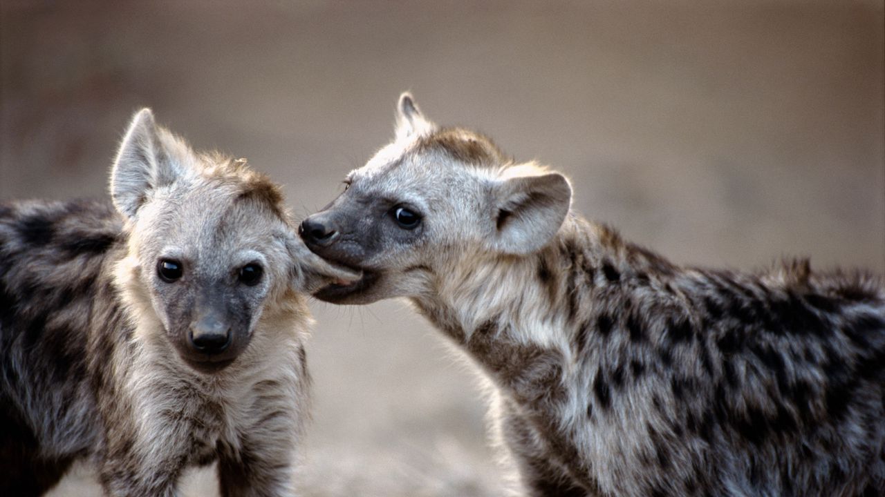 Wallpaper hyenas, couple, predators