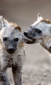 Preview wallpaper hyenas, couple, predators