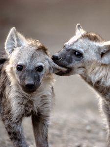 Preview wallpaper hyenas, couple, predators