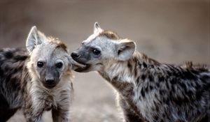 Preview wallpaper hyenas, couple, predators