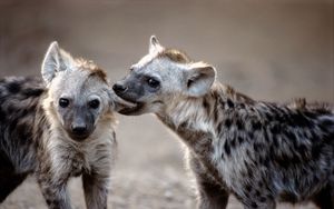 Preview wallpaper hyenas, couple, predators