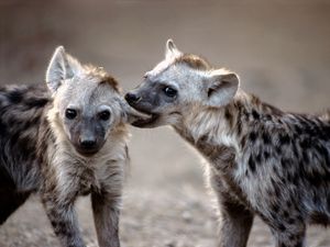 Preview wallpaper hyenas, couple, predators