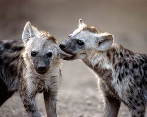 Preview wallpaper hyenas, couple, predators