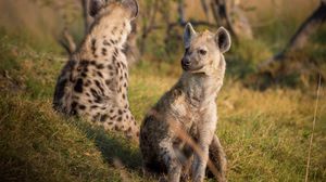Preview wallpaper hyenas, predators, grass