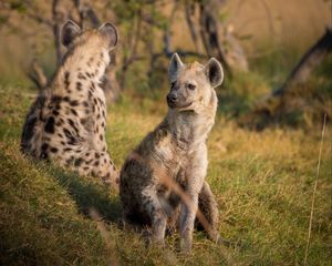 Preview wallpaper hyenas, predators, grass