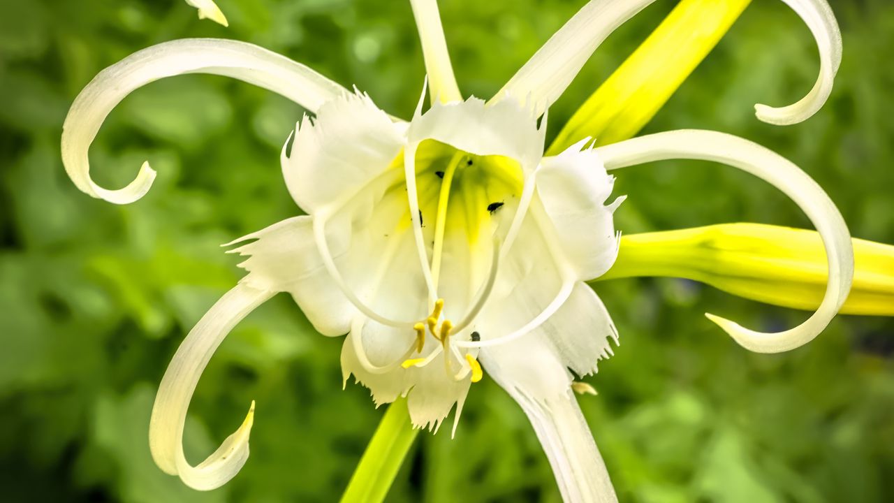 Wallpaper hymenocallis, flower, petals, pollen, white