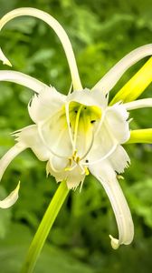 Preview wallpaper hymenocallis, flower, petals, pollen, white