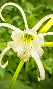 Preview wallpaper hymenocallis, flower, petals, pollen, white