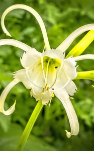 Preview wallpaper hymenocallis, flower, petals, pollen, white