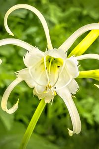 Preview wallpaper hymenocallis, flower, petals, pollen, white