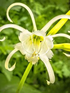 Preview wallpaper hymenocallis, flower, petals, pollen, white