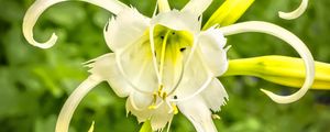 Preview wallpaper hymenocallis, flower, petals, pollen, white