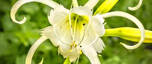 Preview wallpaper hymenocallis, flower, petals, pollen, white