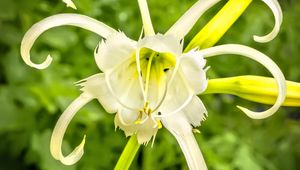 Preview wallpaper hymenocallis, flower, petals, pollen, white