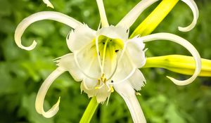 Preview wallpaper hymenocallis, flower, petals, pollen, white