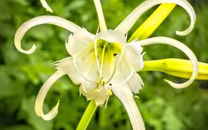 Preview wallpaper hymenocallis, flower, petals, pollen, white