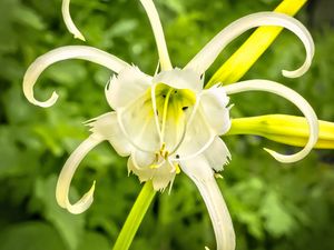 Preview wallpaper hymenocallis, flower, petals, pollen, white