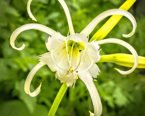 Preview wallpaper hymenocallis, flower, petals, pollen, white