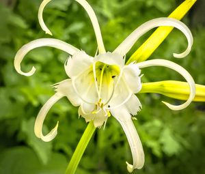 Preview wallpaper hymenocallis, flower, petals, pollen, white