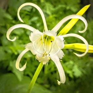 Preview wallpaper hymenocallis, flower, petals, pollen, white