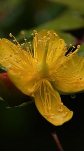 Preview wallpaper hypericum, flower, pollen, macro, yellow