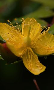 Preview wallpaper hypericum, flower, pollen, macro, yellow