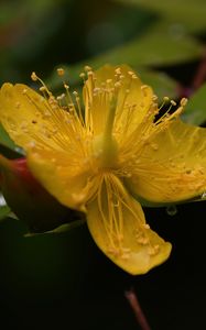 Preview wallpaper hypericum, flower, pollen, macro, yellow