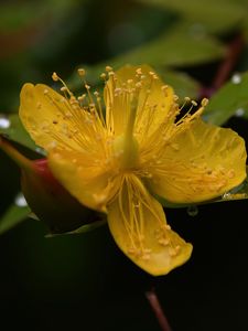 Preview wallpaper hypericum, flower, pollen, macro, yellow