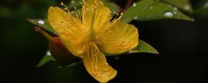 Preview wallpaper hypericum, flower, pollen, macro, yellow