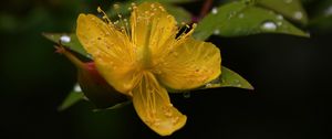 Preview wallpaper hypericum, flower, pollen, macro, yellow