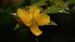 Preview wallpaper hypericum, flower, pollen, macro, yellow