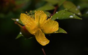 Preview wallpaper hypericum, flower, pollen, macro, yellow