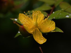 Preview wallpaper hypericum, flower, pollen, macro, yellow