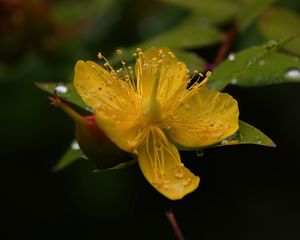 Preview wallpaper hypericum, flower, pollen, macro, yellow