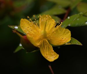 Preview wallpaper hypericum, flower, pollen, macro, yellow