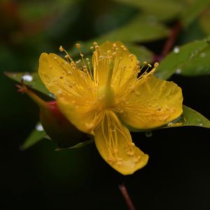 Preview wallpaper hypericum, flower, pollen, macro, yellow