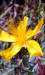 Preview wallpaper hypericum, flowers, buds, petals