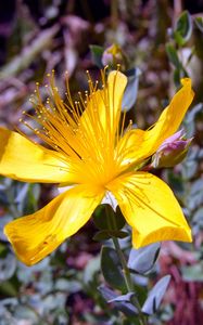 Preview wallpaper hypericum, flowers, buds, petals