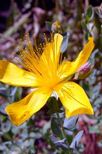 Preview wallpaper hypericum, flowers, buds, petals