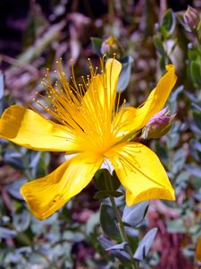 Preview wallpaper hypericum, flowers, buds, petals