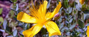 Preview wallpaper hypericum, flowers, buds, petals