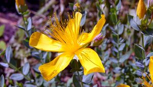 Preview wallpaper hypericum, flowers, buds, petals